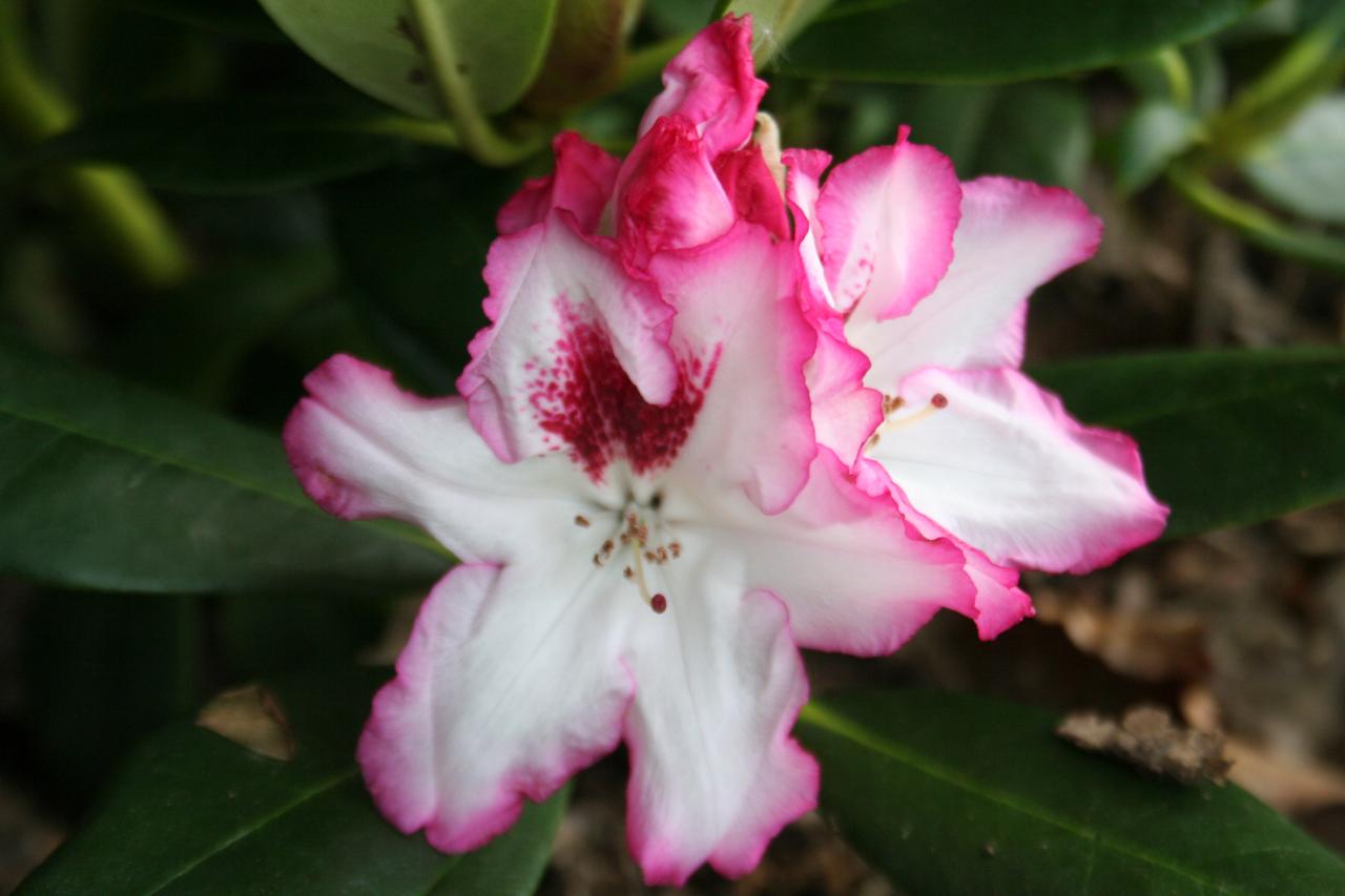 Rhododendron 'Hachmann's Charmant'