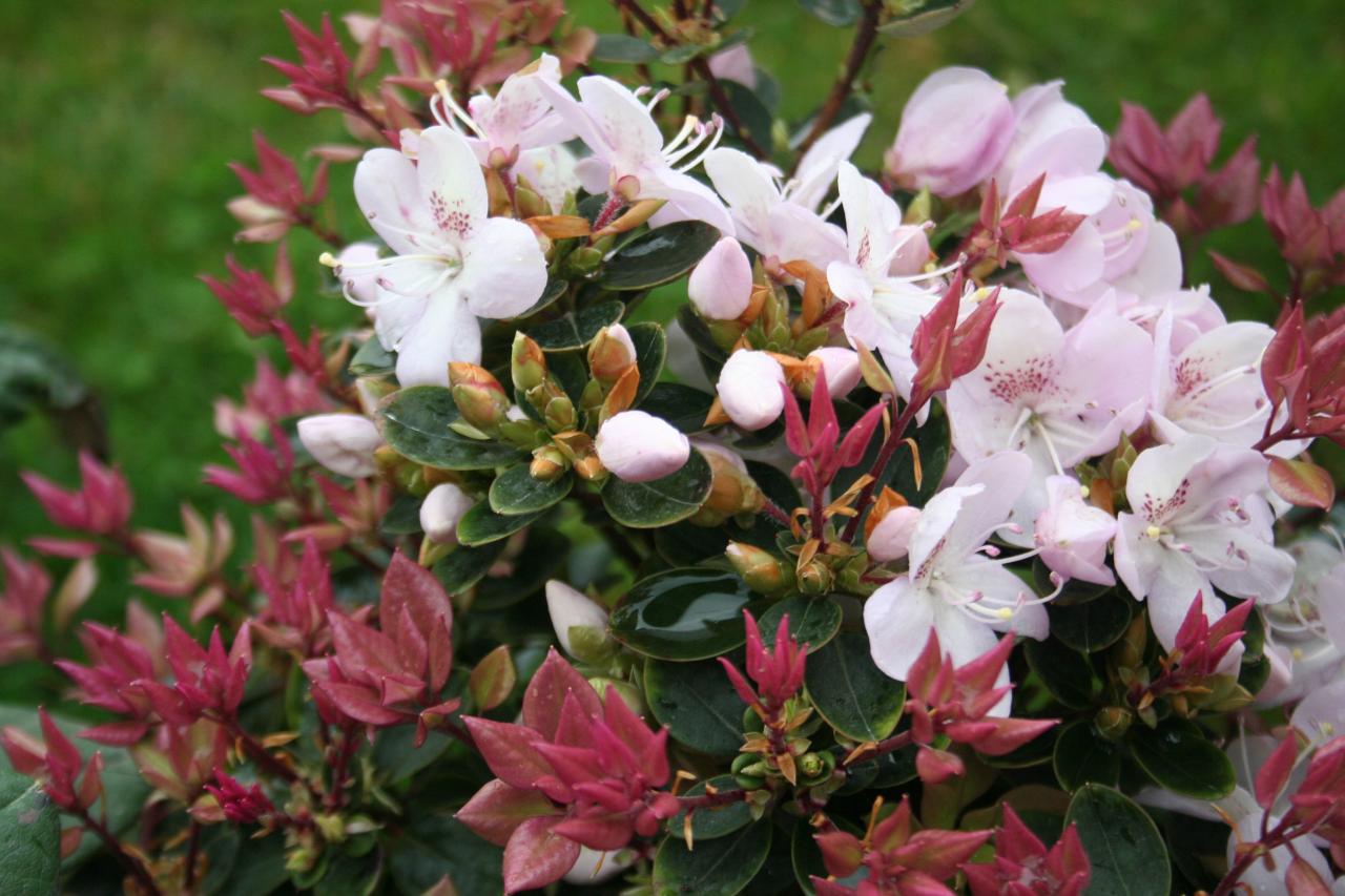 Rhododendron hongkongense-2-