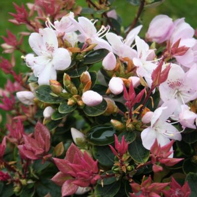 Rhododendron hongkongense-2-