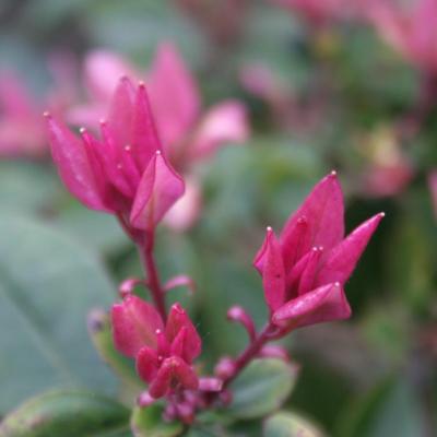 Rhododendron hongkongense-6-