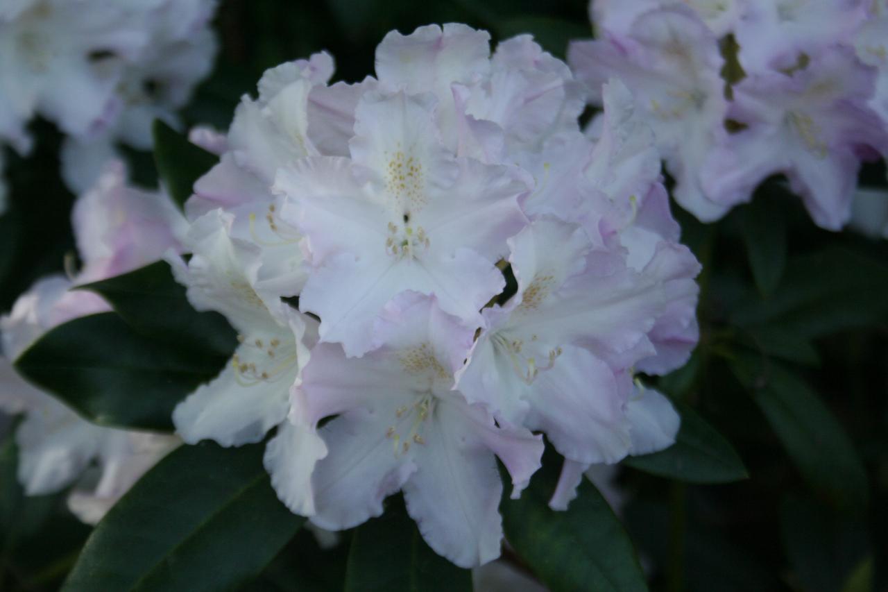 Rhododendron 'Hoppy'-5-