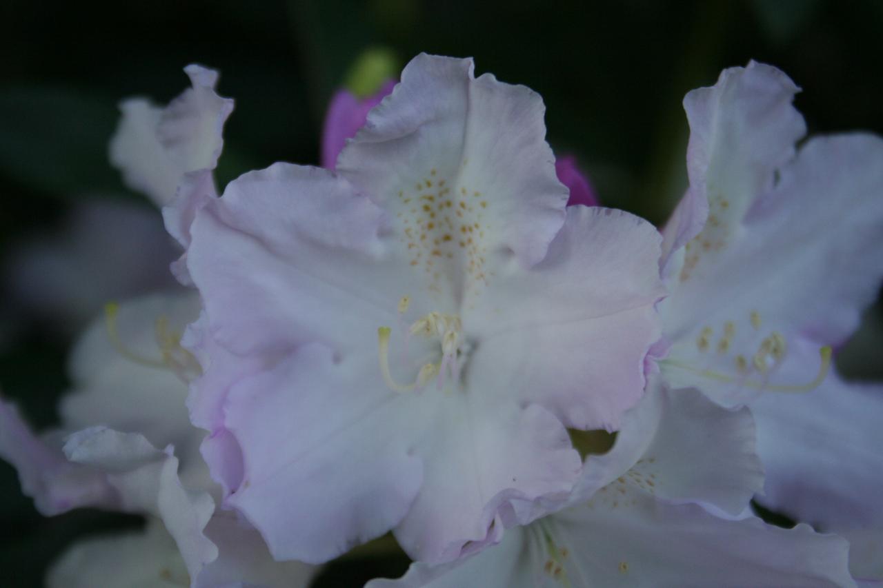 Rhododendron 'Hoppy'-6-