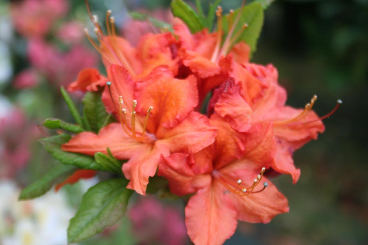 Rhododendron 'Hotspur Red'