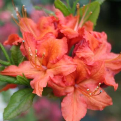 Rhododendron 'Hotspur Red'