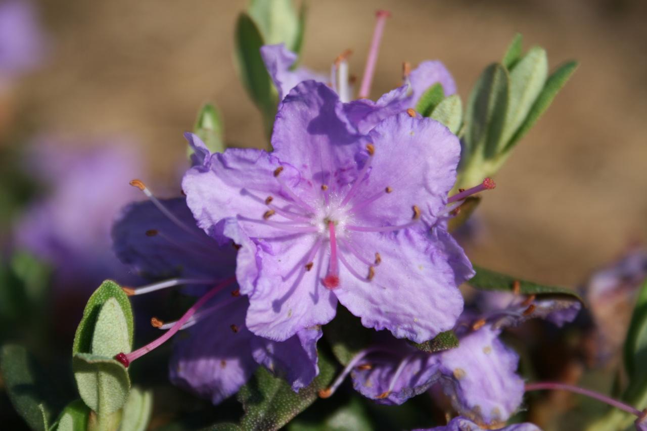 Rhododendron impeditum-4-