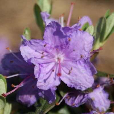 Rhododendron impeditum-4-