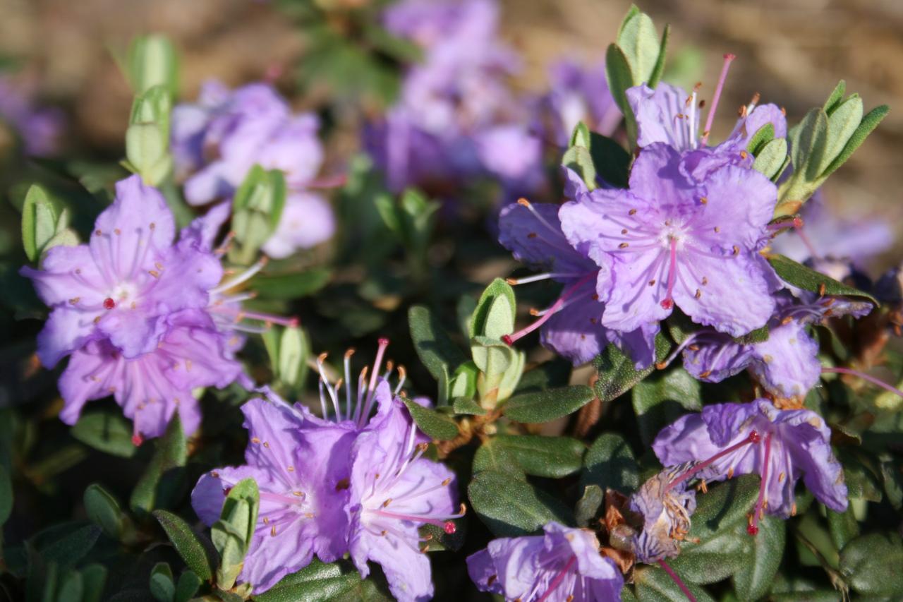 Rhododendron impeditum-5-