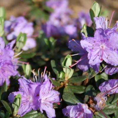 Rhododendron impeditum-5-