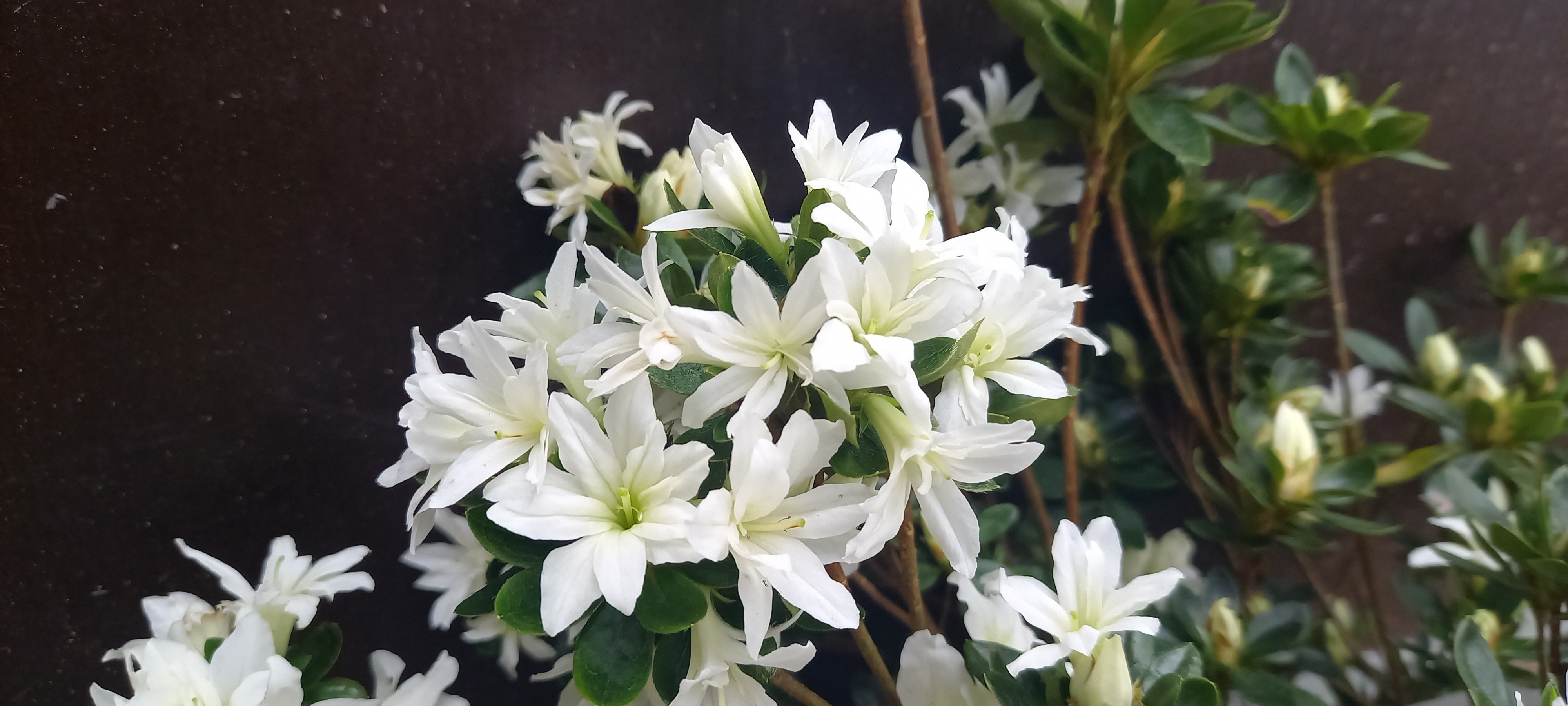 Rhododendron japonica 'Adonis'