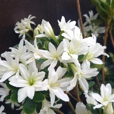 Rhododendron japonica 'Adonis'