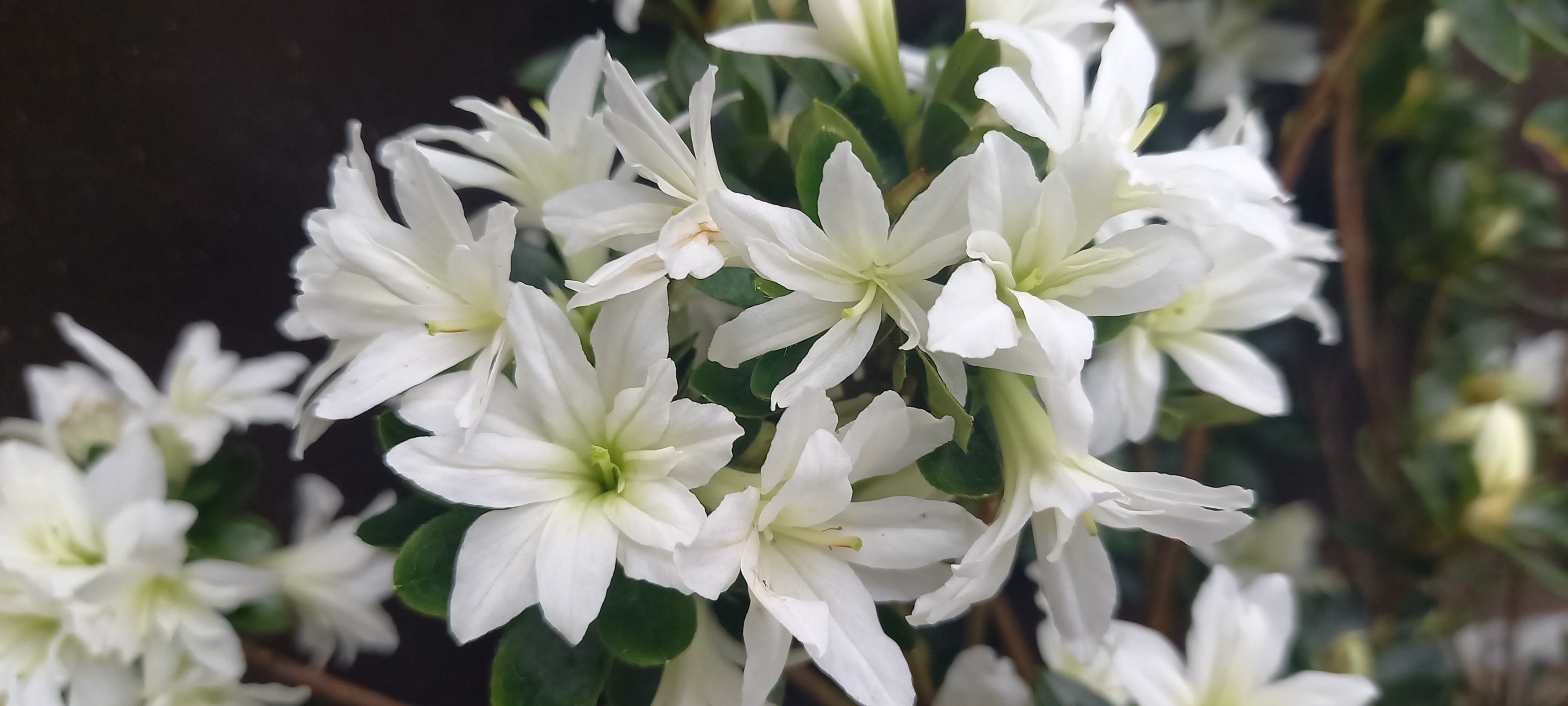 Rhododendron japonica 'Adonis'