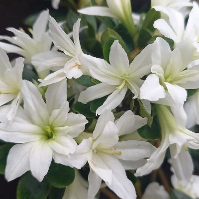 Rhododendron japonica 'Adonis'