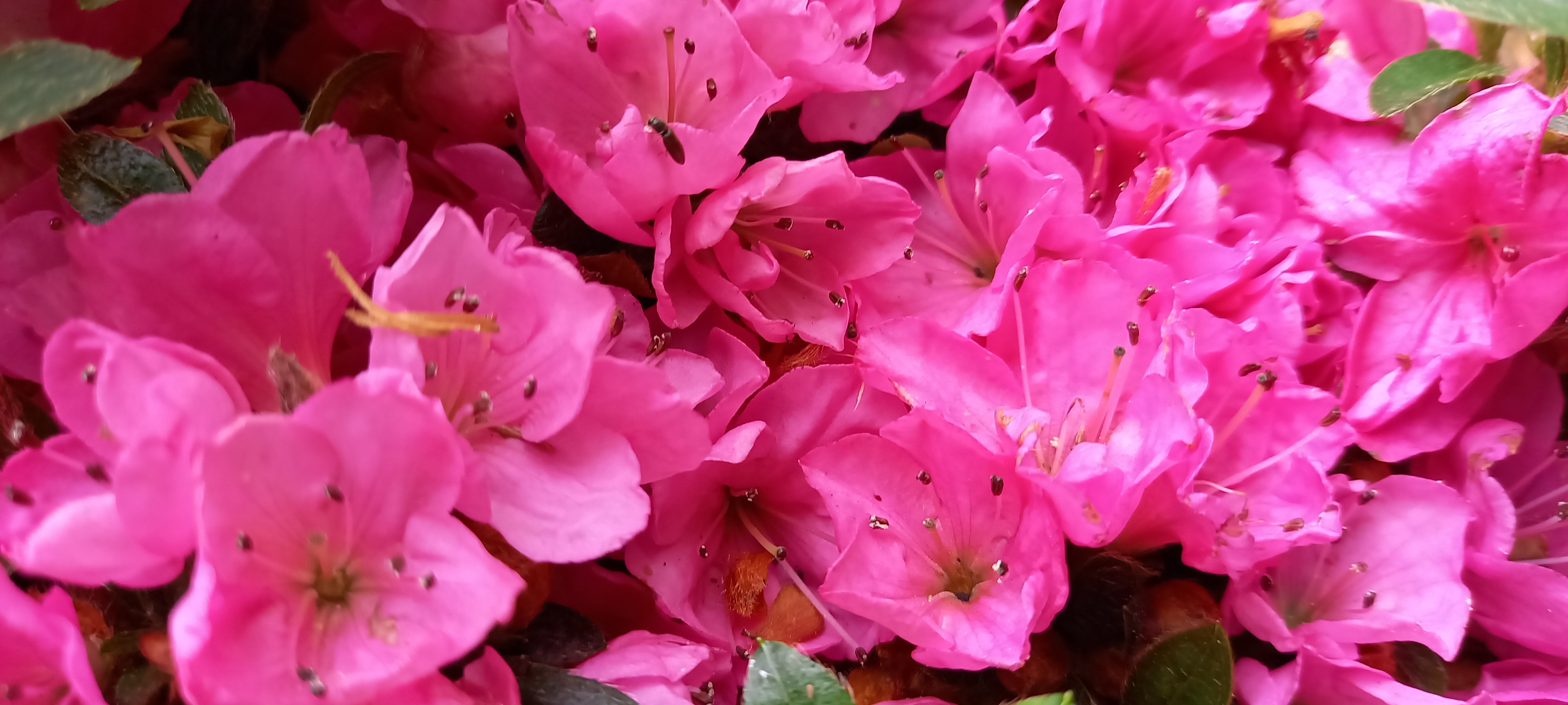 Rhododendron japonica 'Anne Frank'