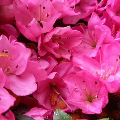 Rhododendron japonica 'Anne Frank'