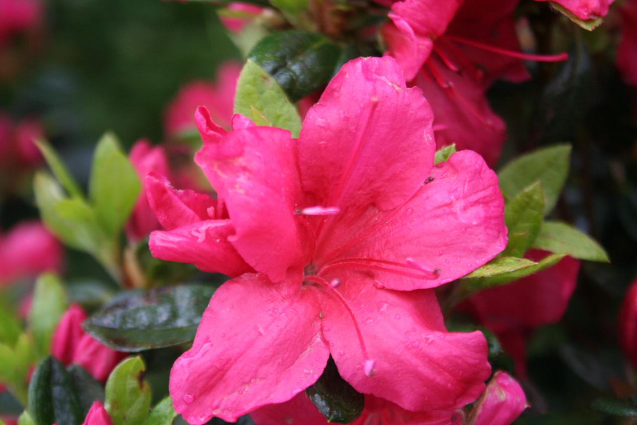 Rhododendron japonica 'Arabesk'-5-
