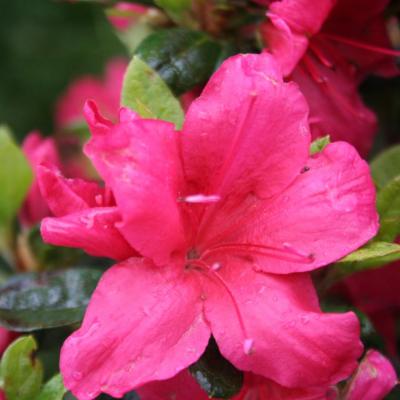 Rhododendron japonica 'Arabesk'