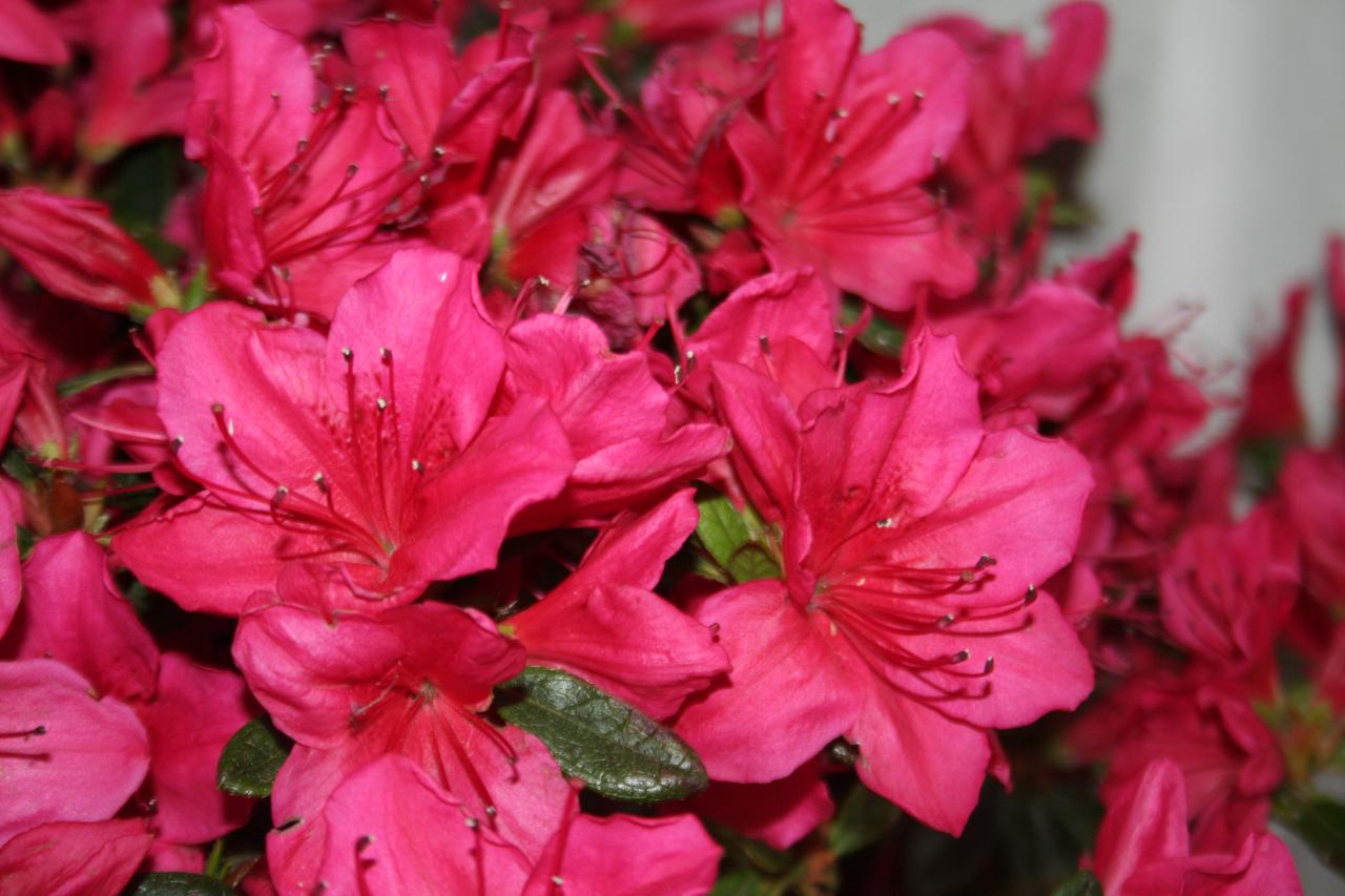 Rhododendron japonica 'Arabesk'