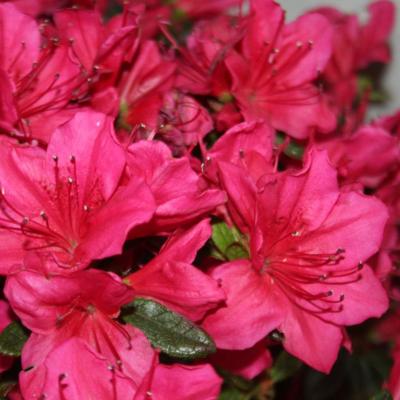 Rhododendron japonica 'Arabesk'