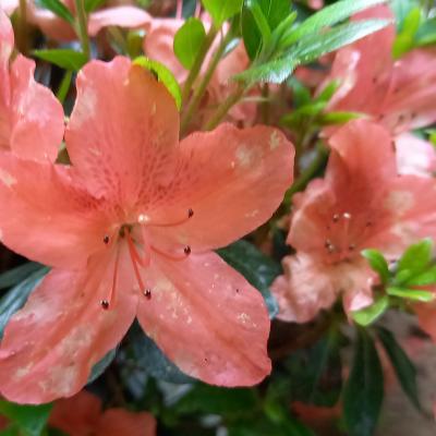 Rhododendron japonica 'Ardeur'