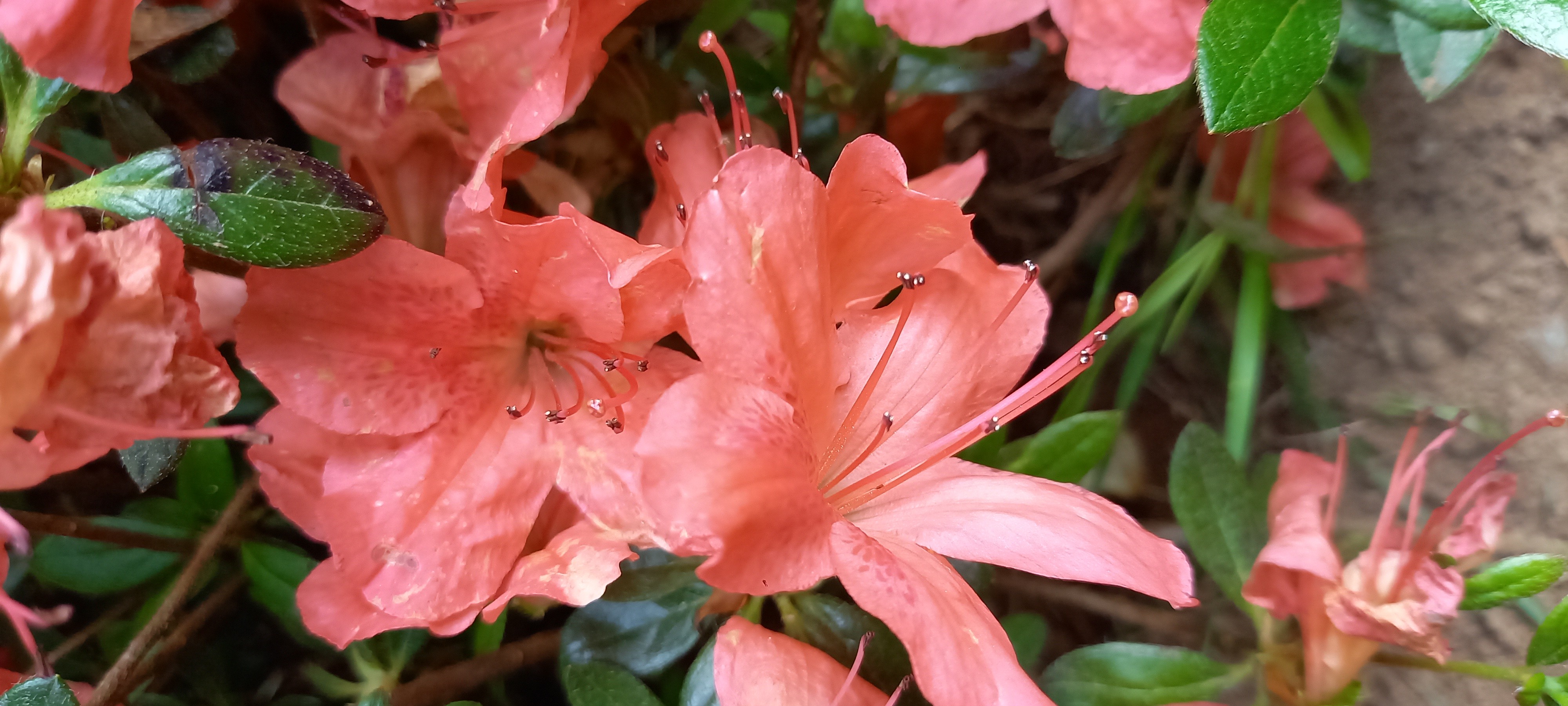 Rhododendron japonica 'Ardeur'