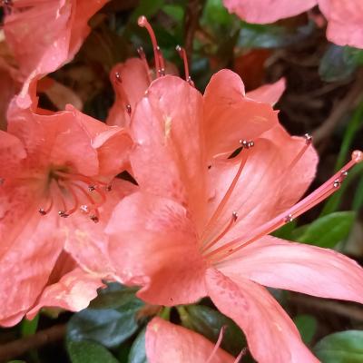 Rhododendron japonica 'Ardeur'