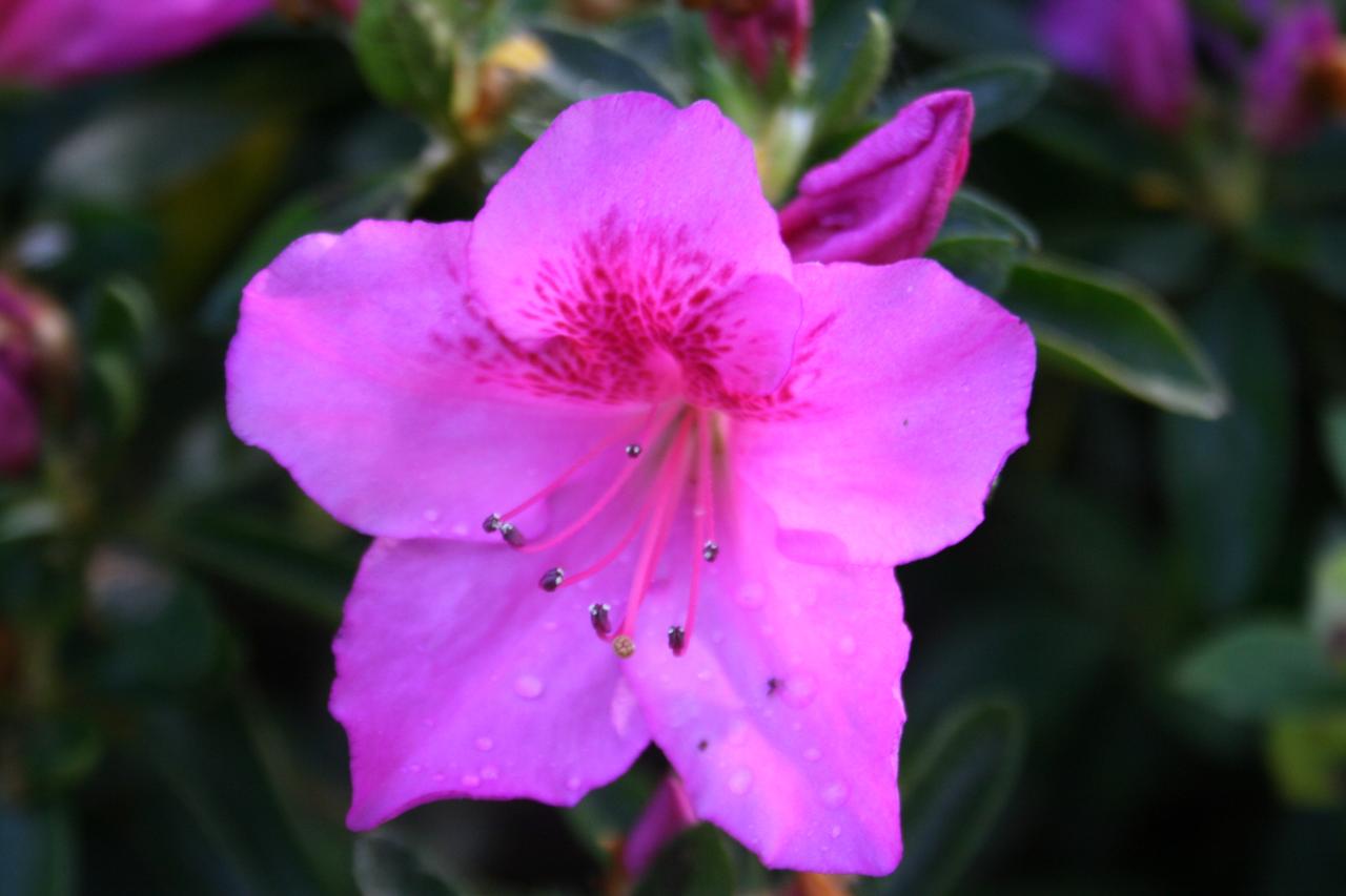 Rhododendron japonica 'Beethoven'-10-