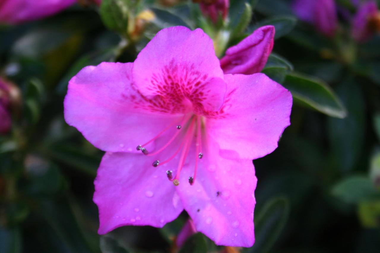 Rhododendron japonica 'Beethoven'