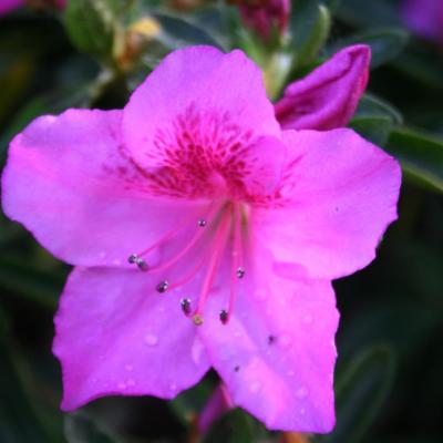 Rhododendron japonica 'Beethoven'