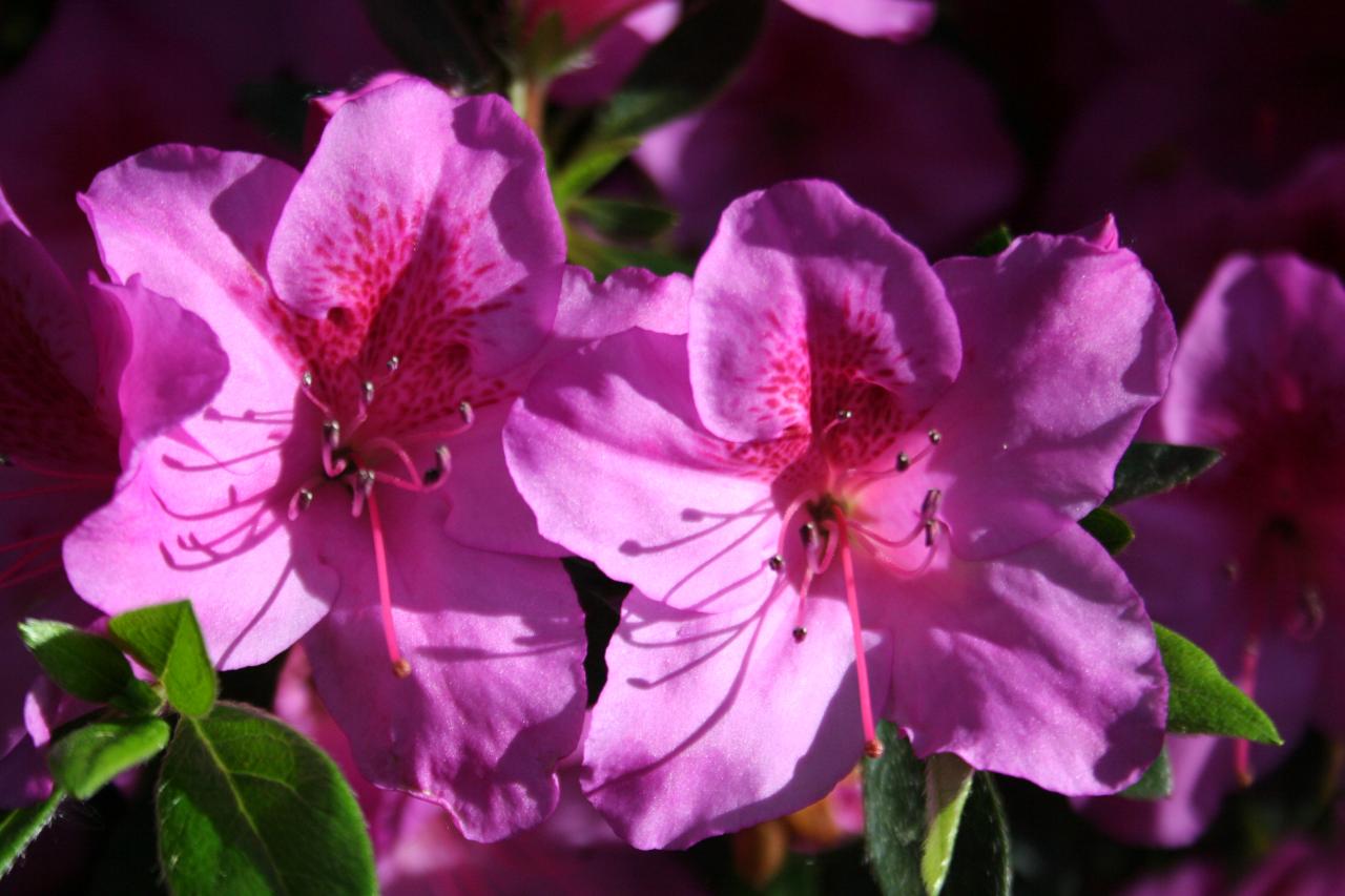 Rhododendron japonica 'Beethoven'