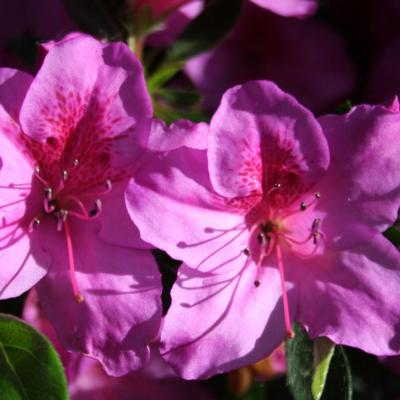 Rhododendron japonica 'Beethoven'