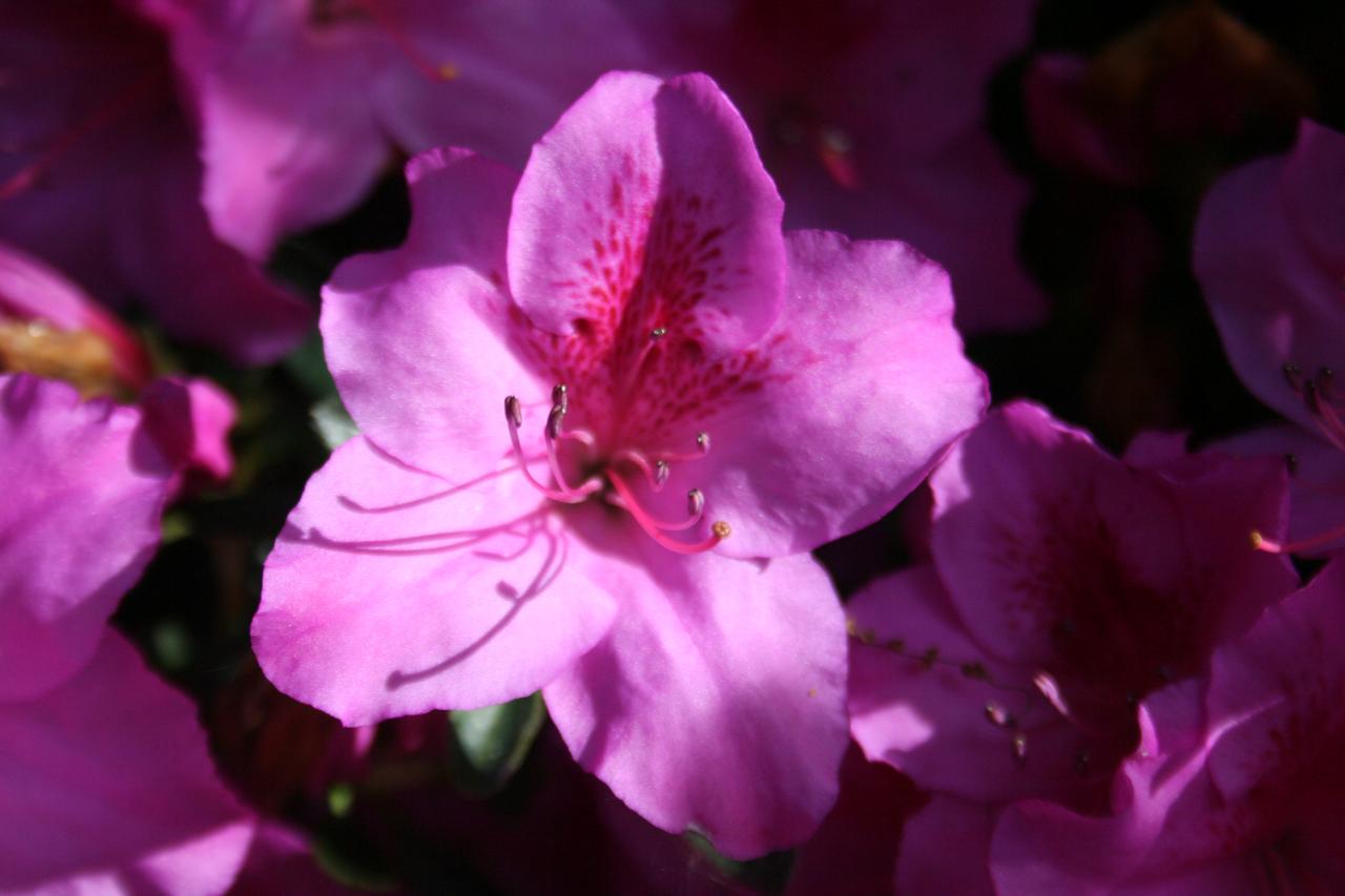 Rhododendron japonica 'Beethoven'