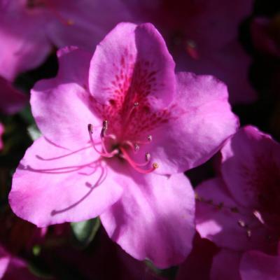 Rhododendron japonica 'Beethoven'