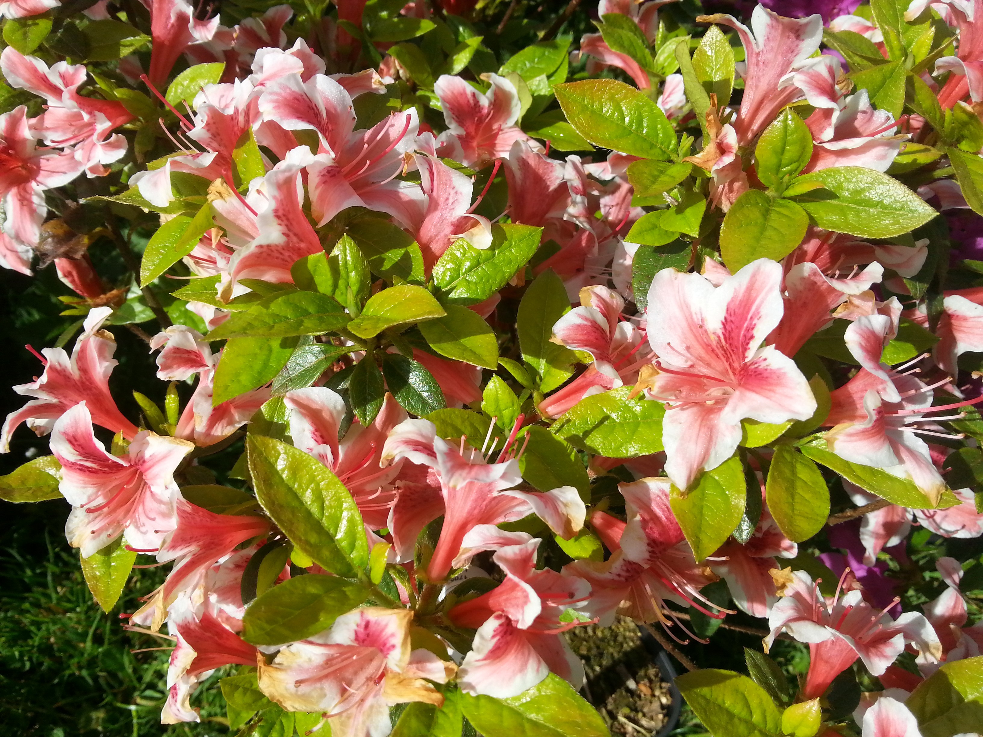 Rhododendron japonica 'Ben Morrison'