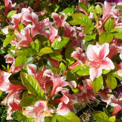 Rhododendron japonica 'Ben Morrison'