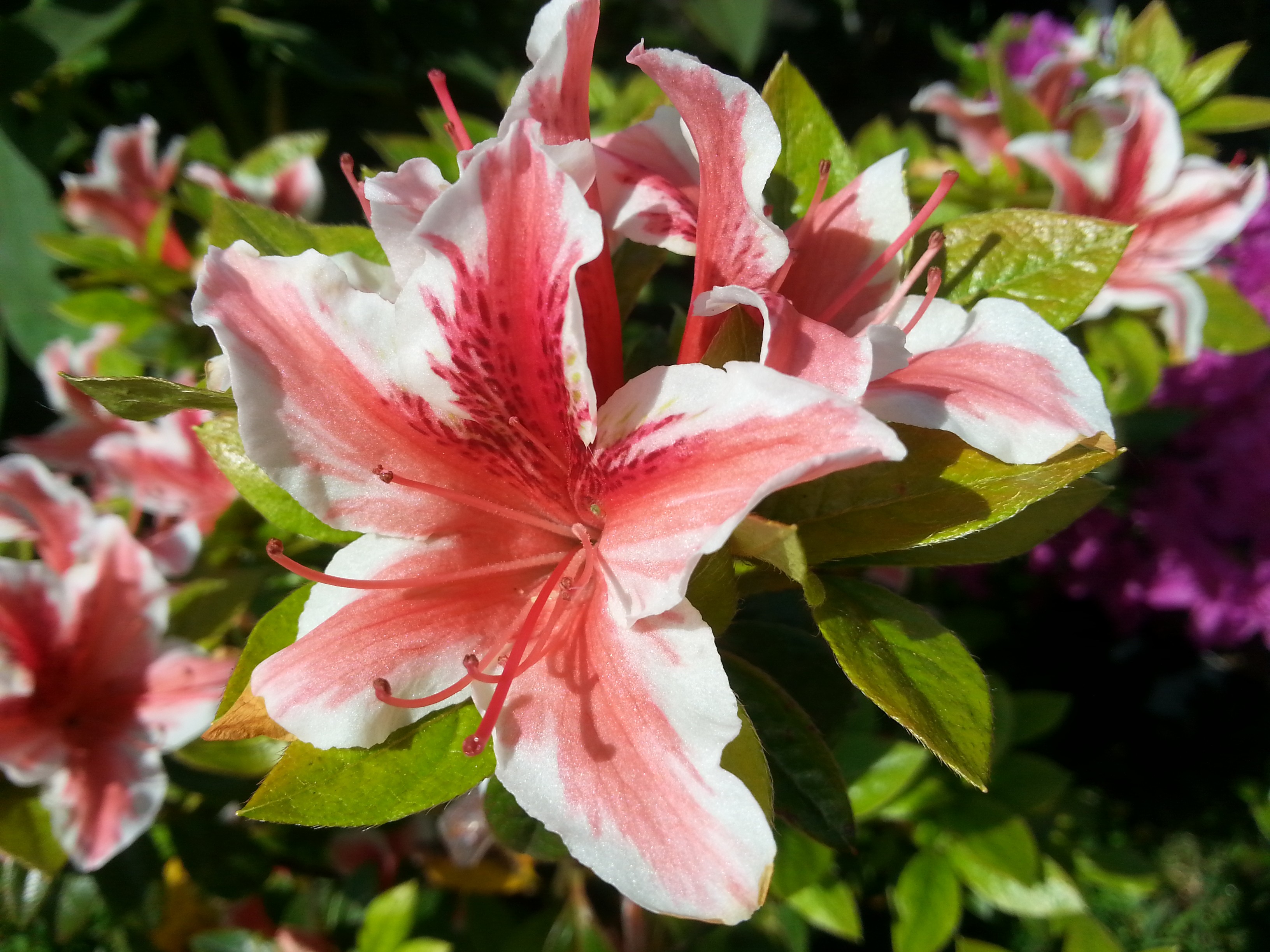 Rhododendron japonica 'Ben Morrison'