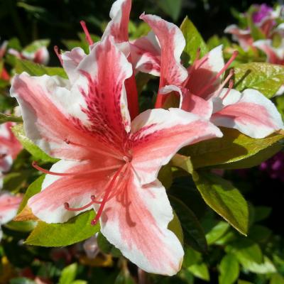 Rhododendron japonica 'Ben Morrison'