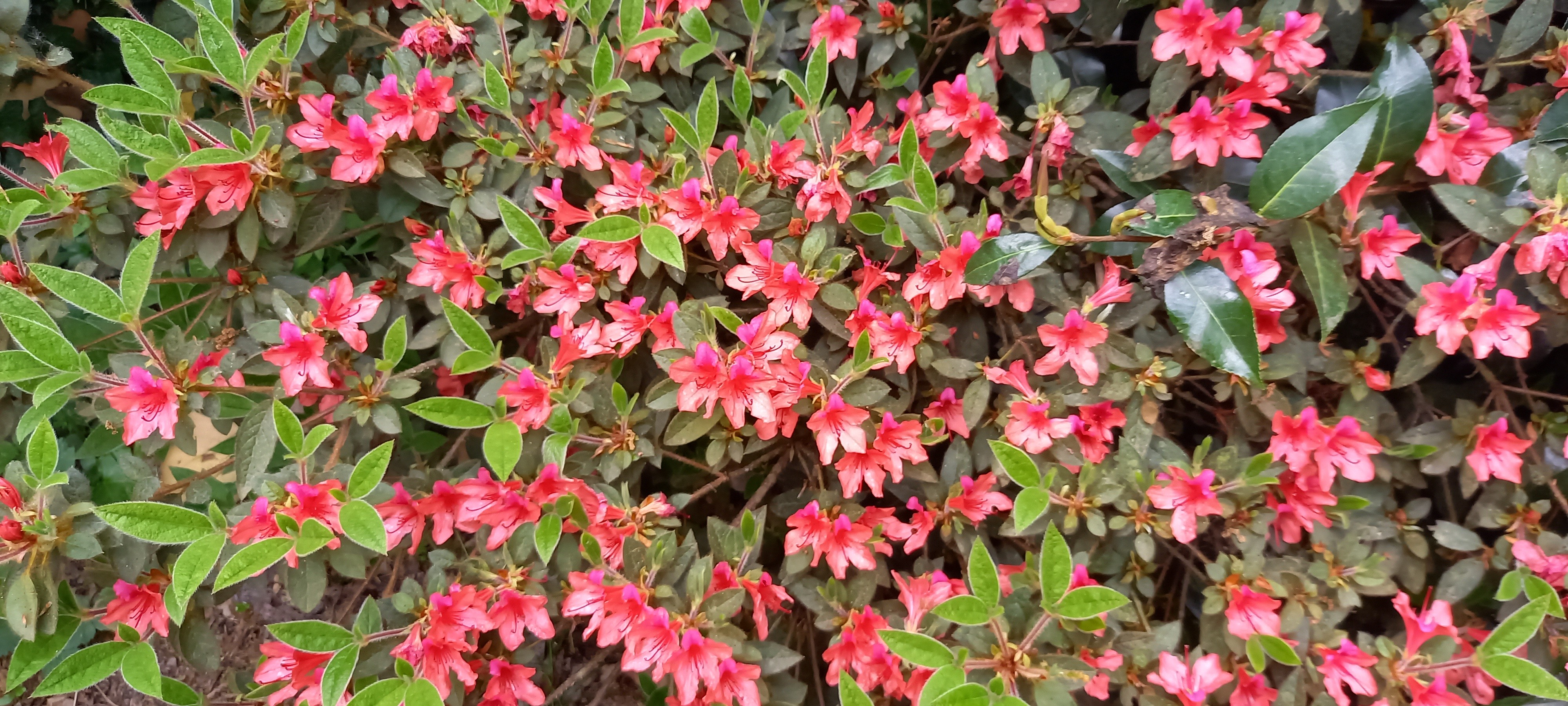 Rhododendron japonica 'Bengal Fire'