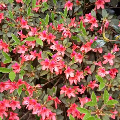 Rhododendron japonica 'Bengal Fire'