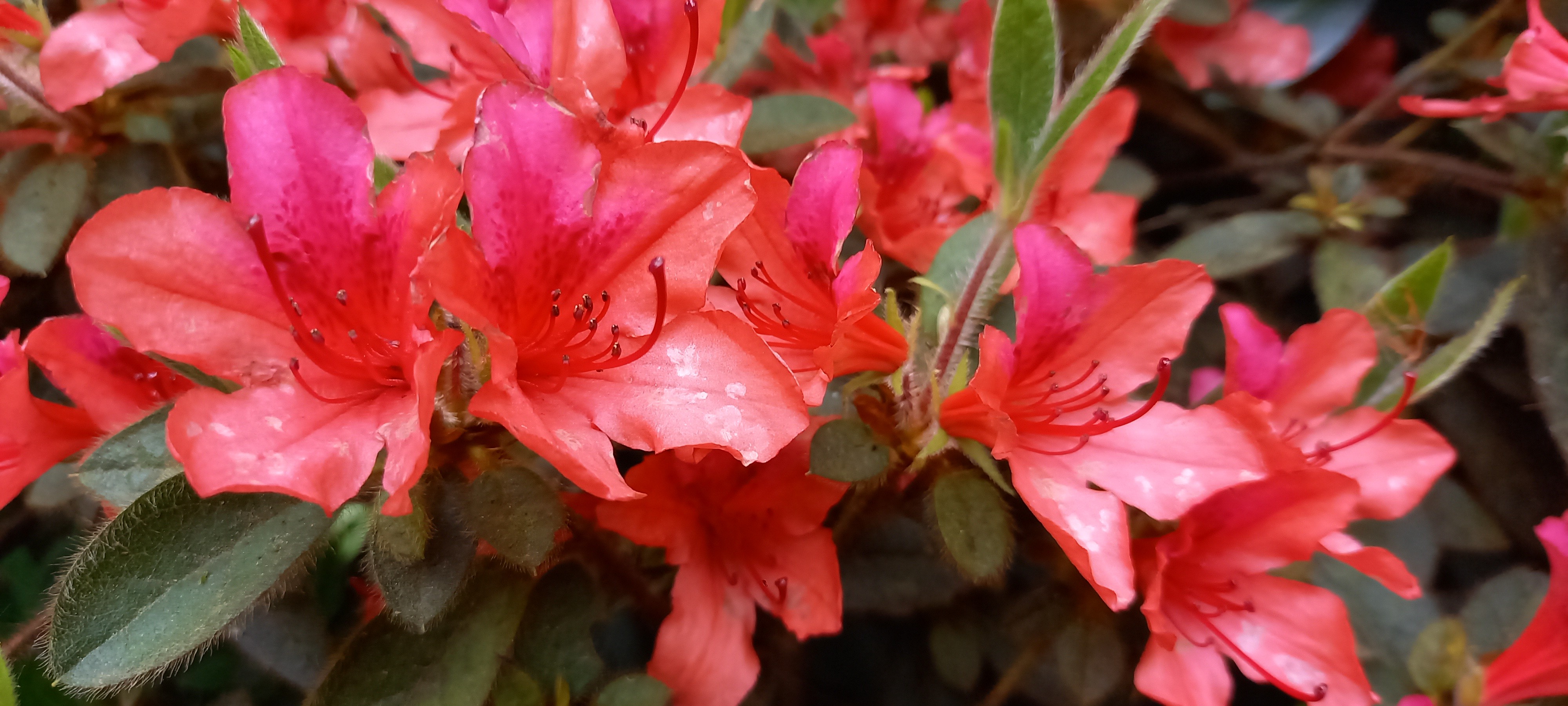 Rhododendron japonica 'Bengal Fire'