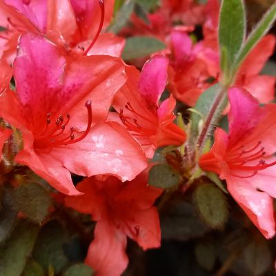 Rhododendron japonica 'Bengal Fire'