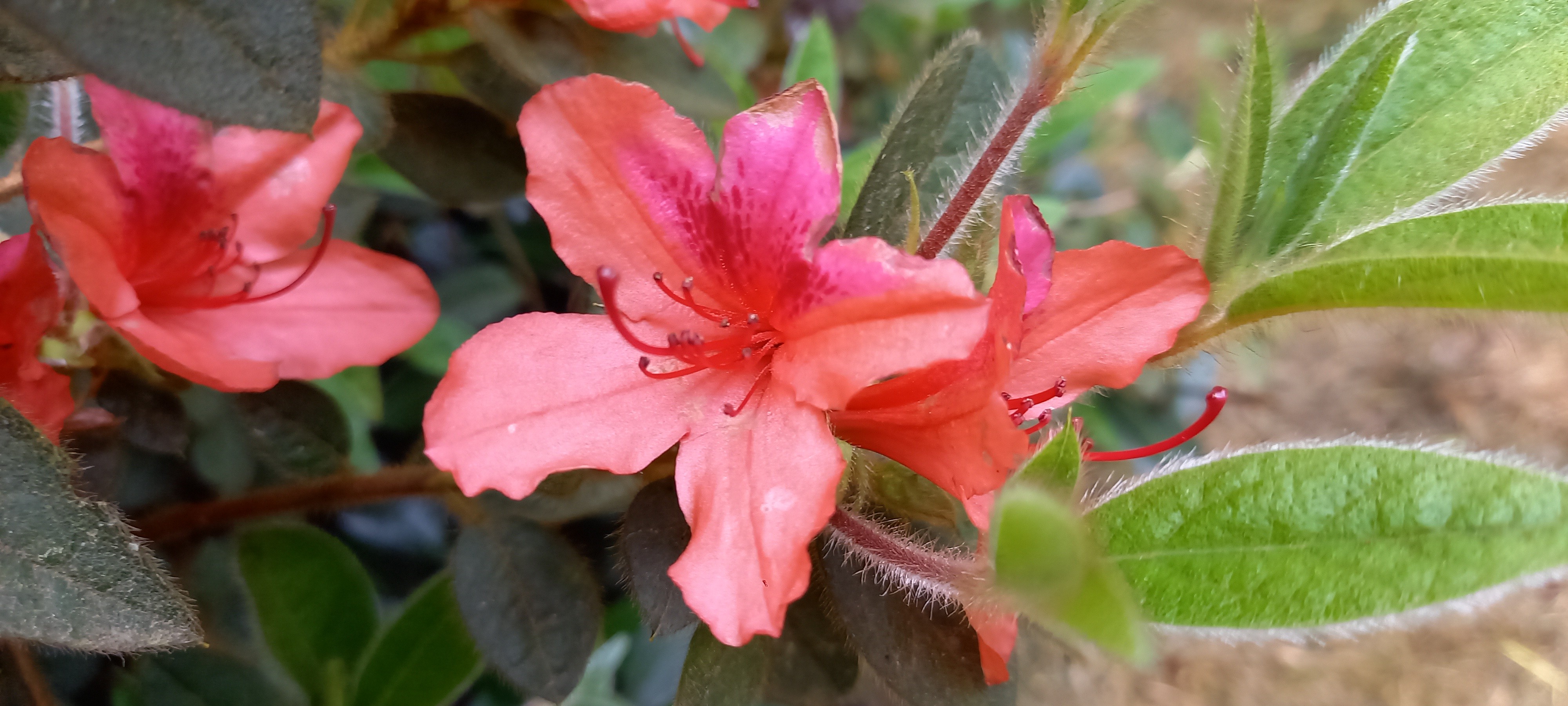 Rhododendron japonica 'Bengal Fire'