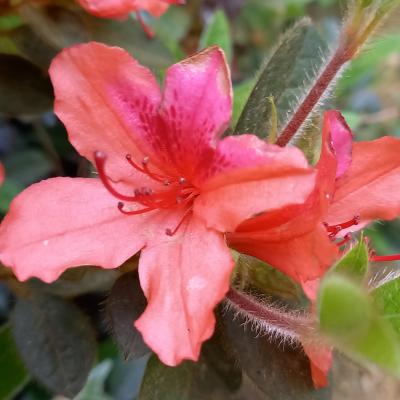 Rhododendron japonica 'Bengal Fire'