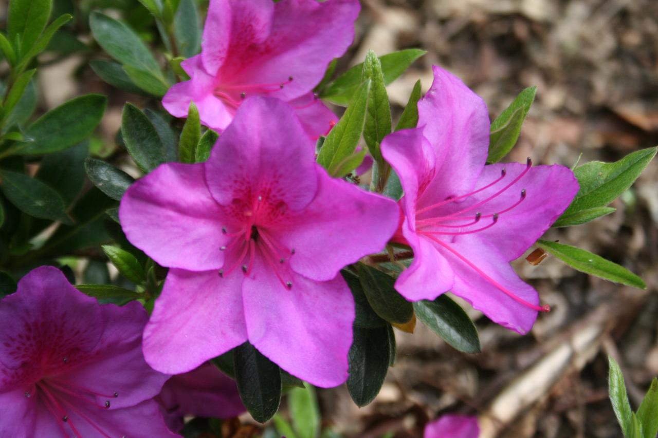 Rhododendron japonica 'Blue Danube'