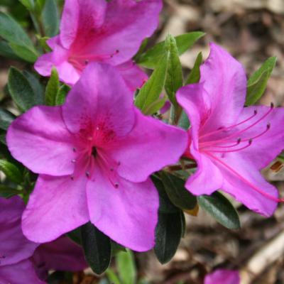 Rhododendron japonica 'Blue Danube'