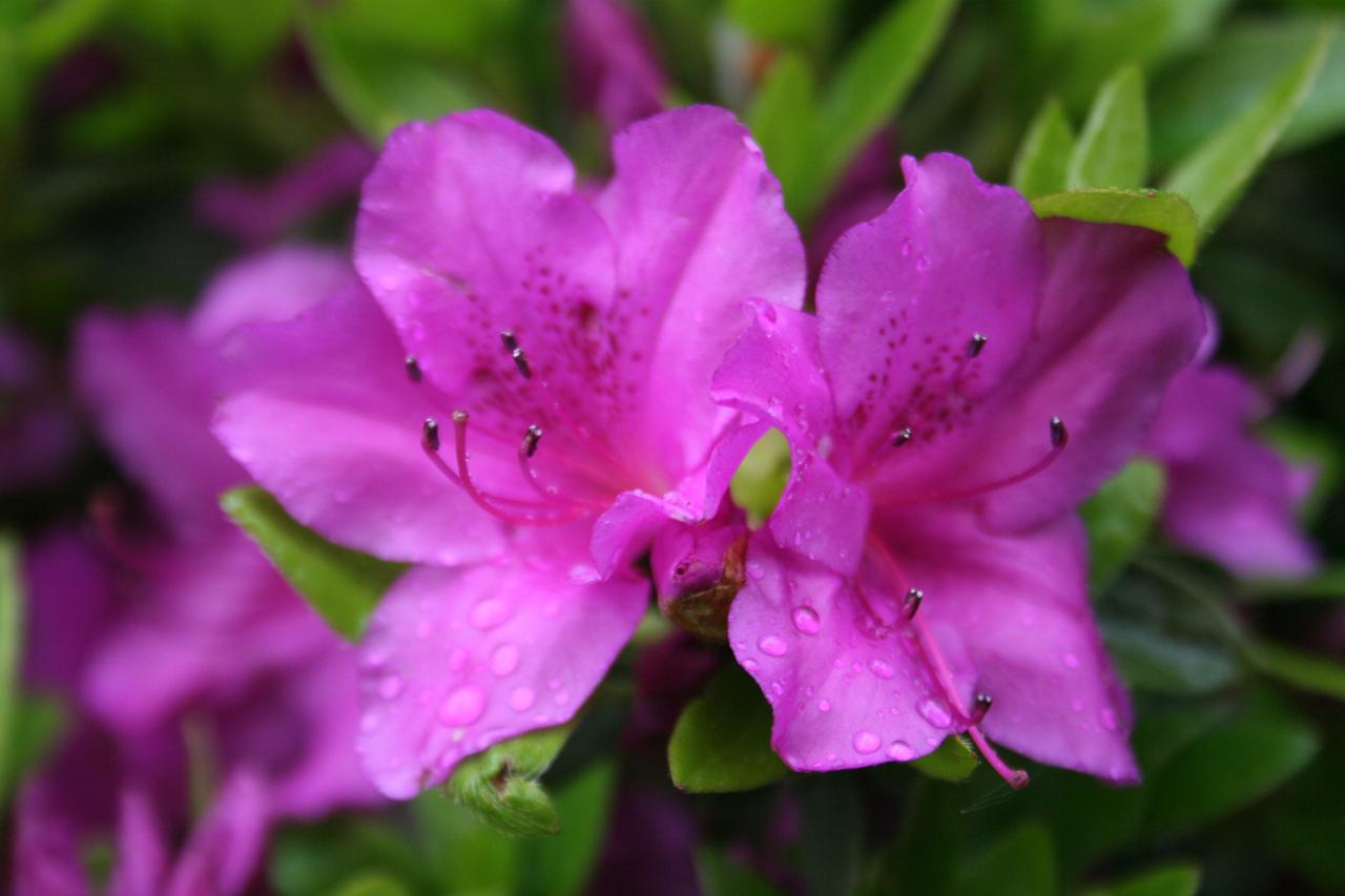 Rhododendron japonica 'Blue Danube'