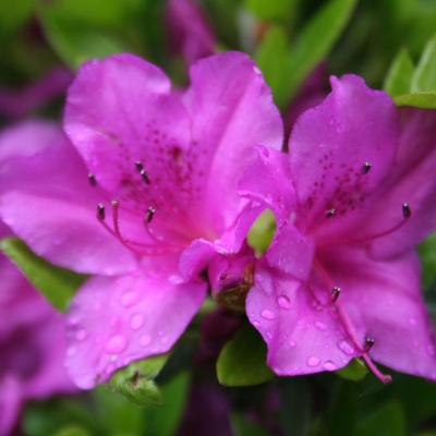 Rhododendron japonica 'Blue Danube'