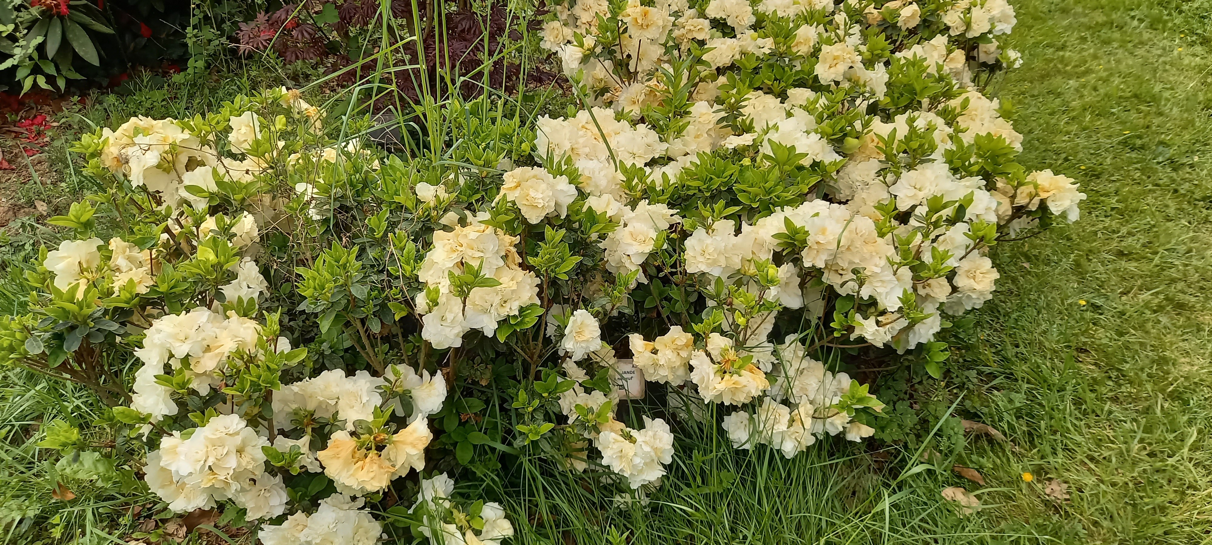 Rhododendron japonica BROCELIANDE© VIVIANE 'Walsnowruf'