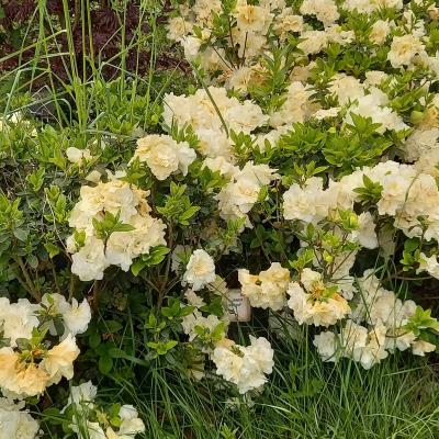 Rhododendron japonica BROCELIANDE© VIVIANE 'Walsnowruf'