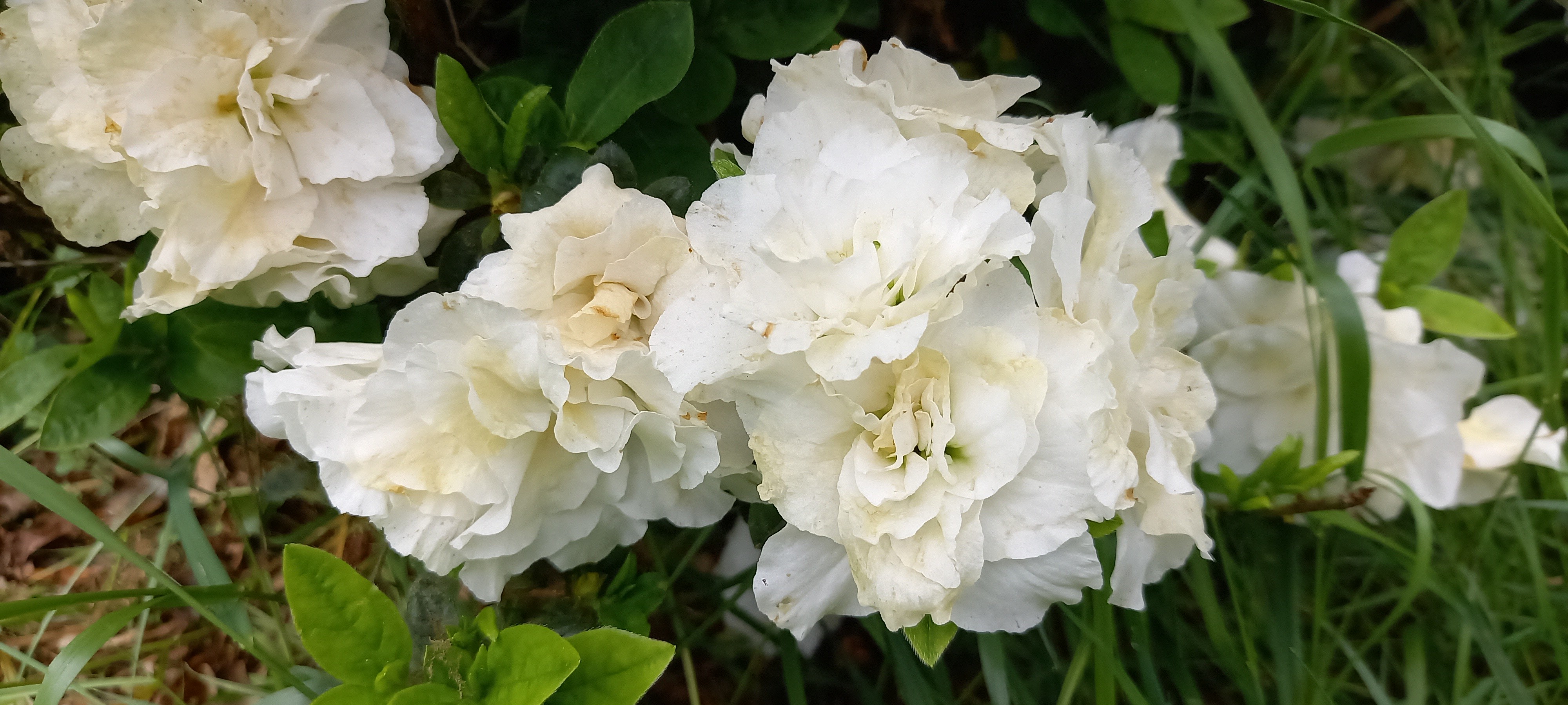 Rhododendron japonica BROCELIANDE© VIVIANE 'Walsnowruf'