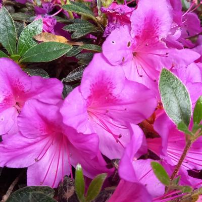 Rhododendron japonica 'Chelsoni'